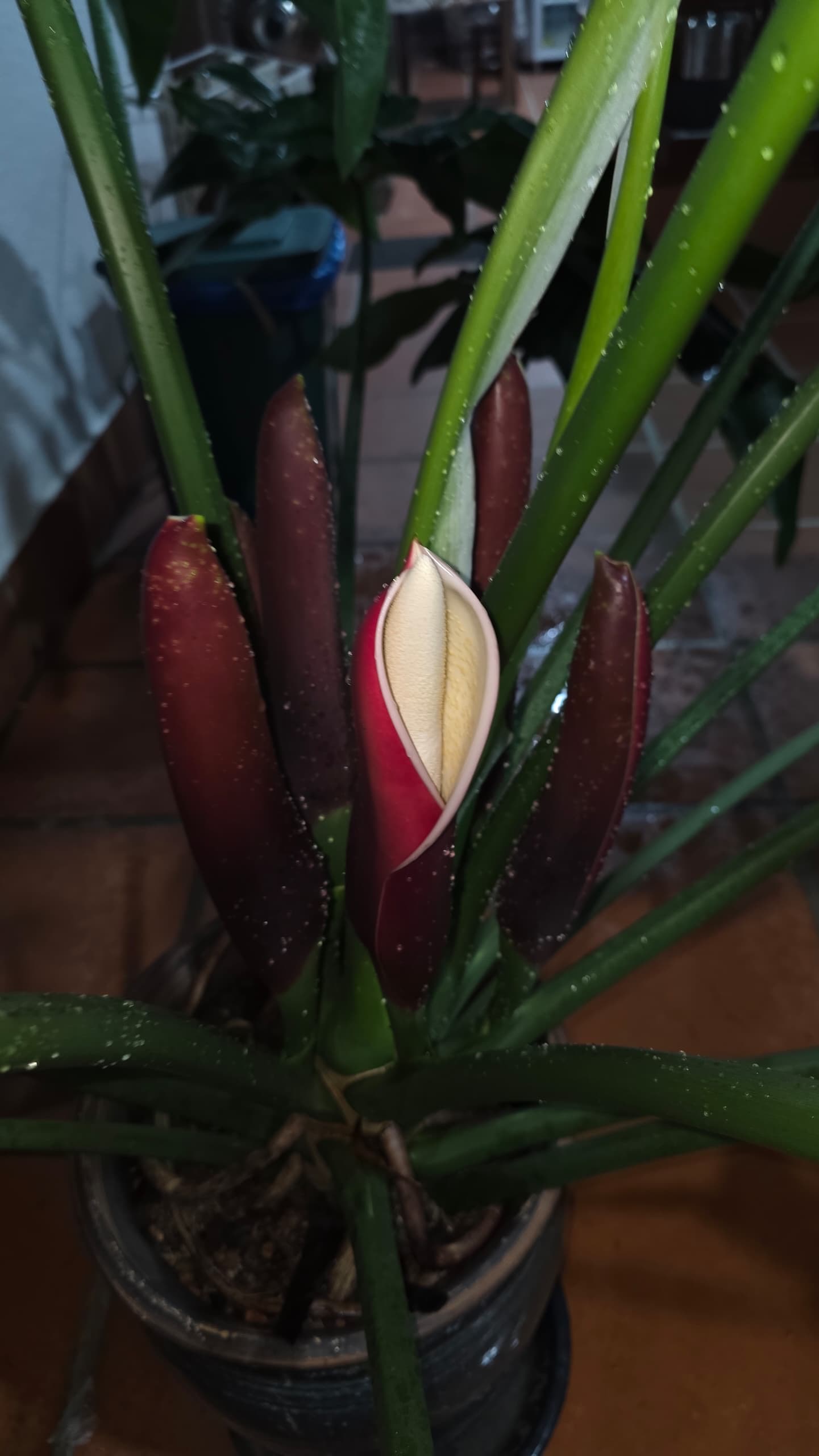 A pale aroid inflorescence opening among dark red sheaths and green stems