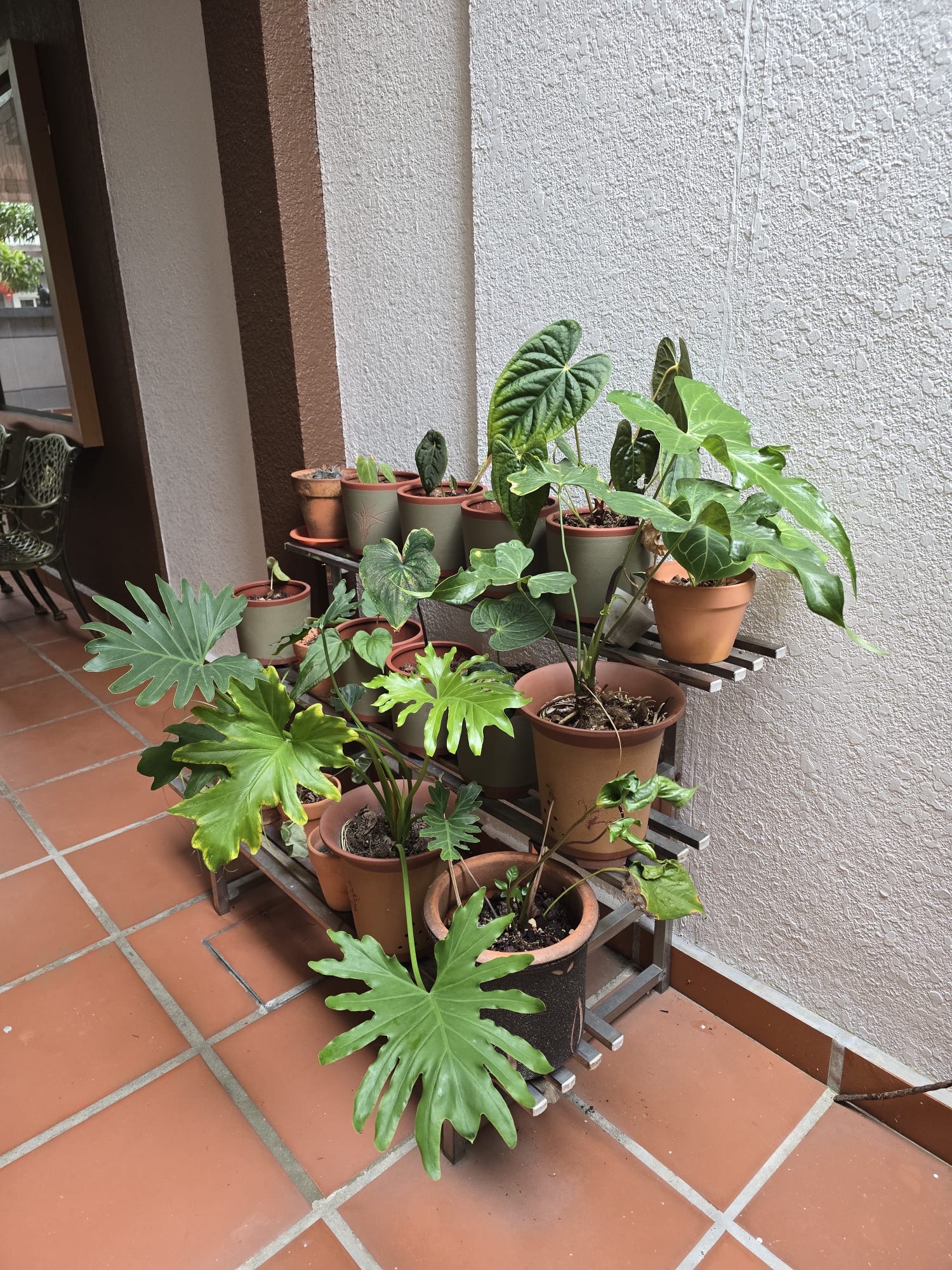 A tiered shelf of potted aroids along a tiled outdoor corridor in Malaysia