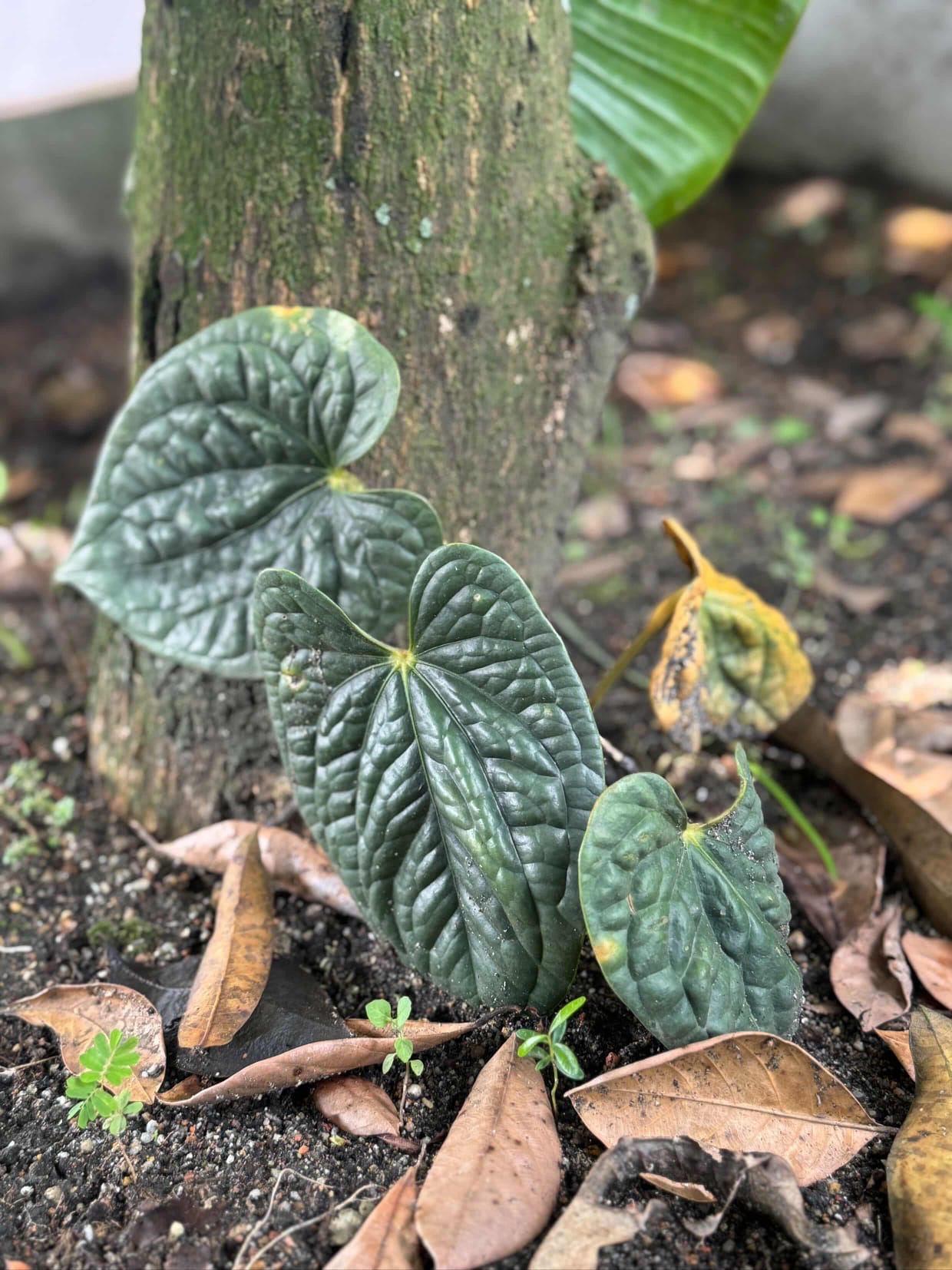 Deeply textured dark green heart-shaped leaves growing beside a tree trunk