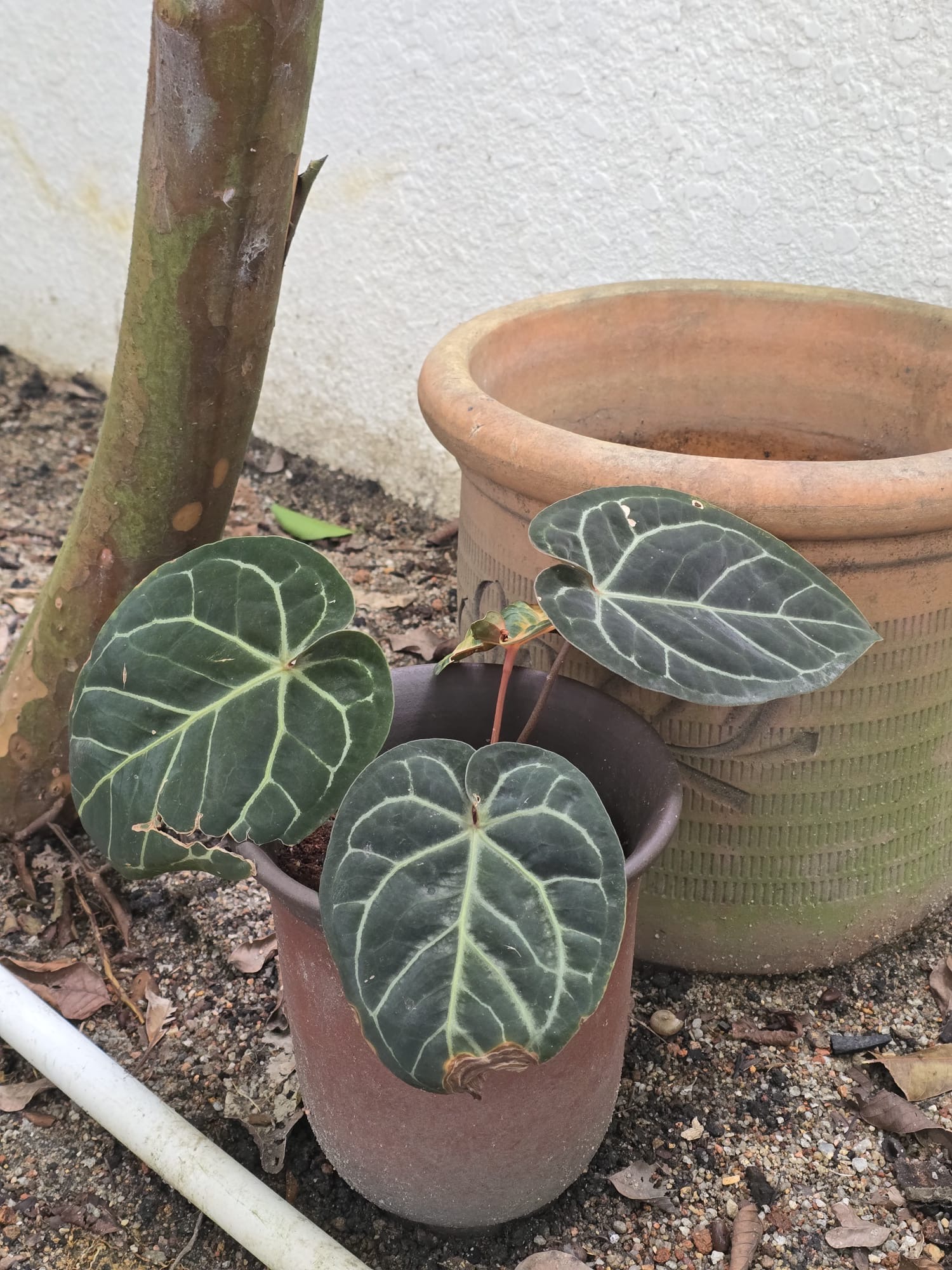Three dark velvety heart-shaped leaves with pale veins growing in a tall pot