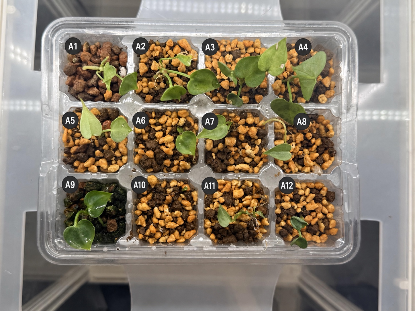 Tray A with twelve individually labelled Alto Fluminense S1 seedlings growing in akadama