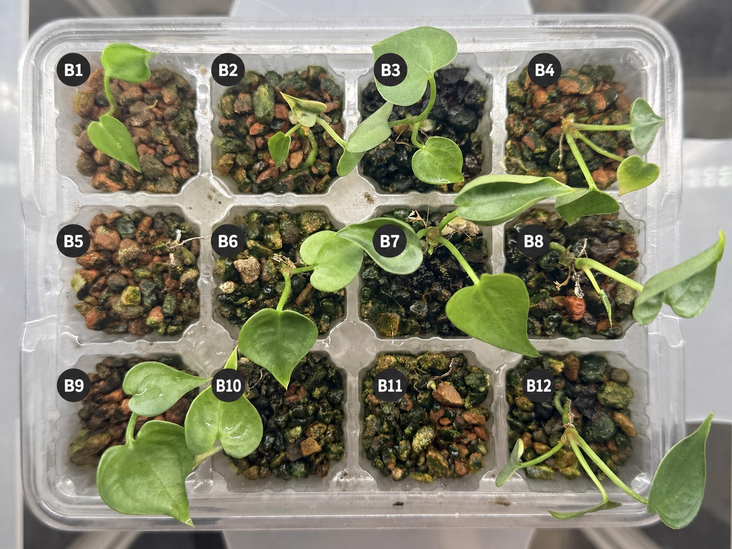 Tray B with twelve individually labelled Alto Fluminense S1 seedlings growing in molar clay